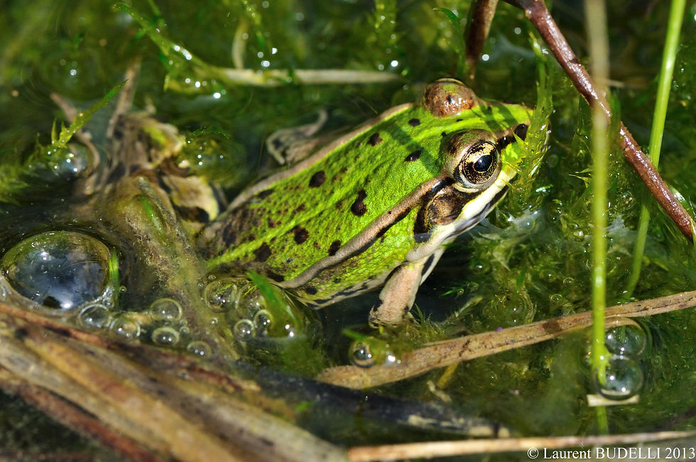 Grenouille verte