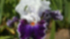 Sun Country Iris Society Show & Plant Sale 2027