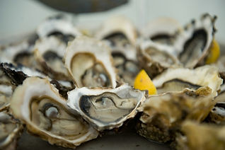 Crassostrea Gigas oysters in Scotland