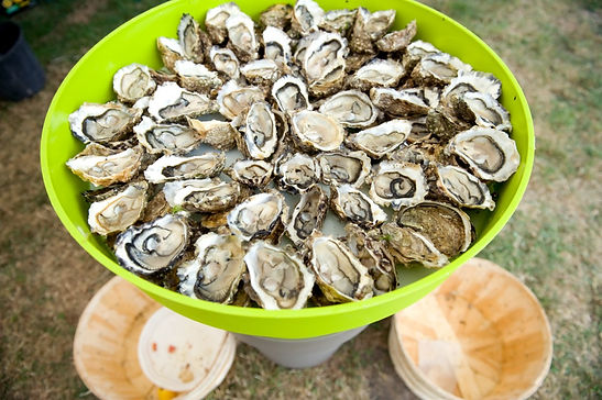 Crassostrea Gigas oysters