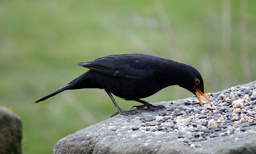 Male+Blackbird.JPG