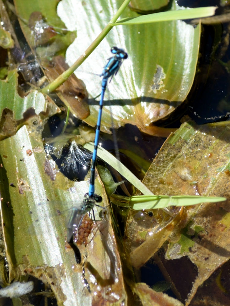 Azure Damselflies-Potteric+carr.JPG