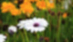 marguerite-1656357_1280.jpg
