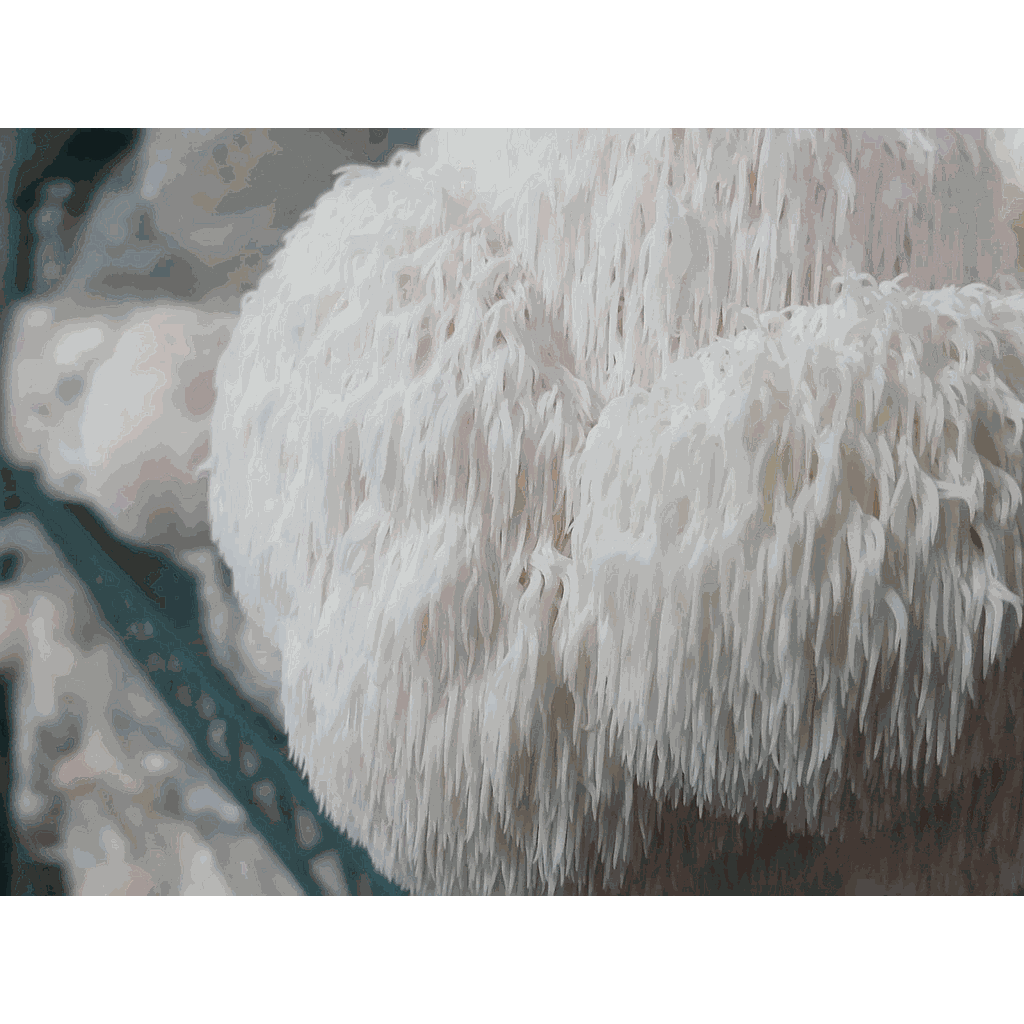 Lion's Mane.gif