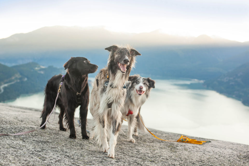 3 gorgeous dogs at golden hour atop a mountain