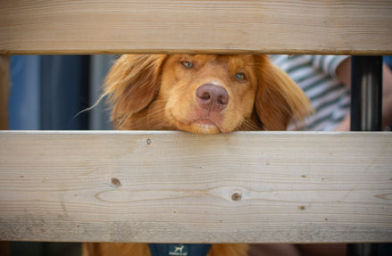 A toller looks through a fence during a settling exercise at a local brewery. One of our field trip graduates.
