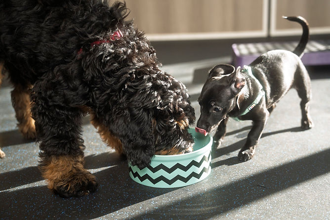 Two puppies sharing a water bowl