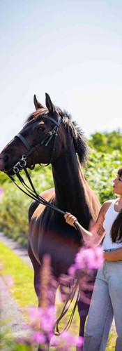 online horse showing