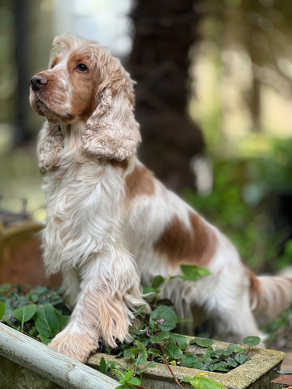 Joyful pets, having clinched victories in the Online Pet Showing competitions, eagerly await their awards.