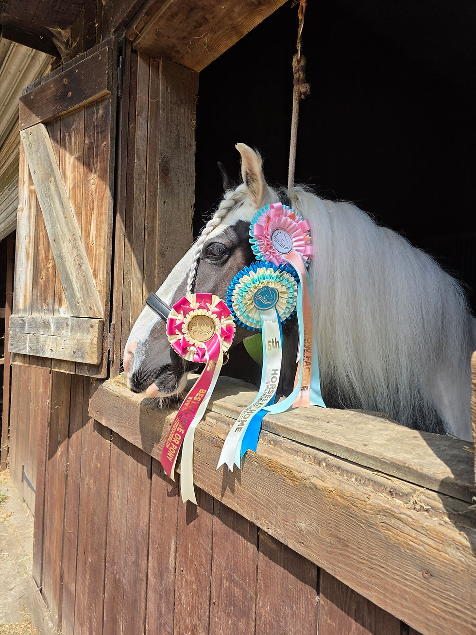 Entrant horse displaying rosette