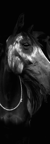 online horse showing