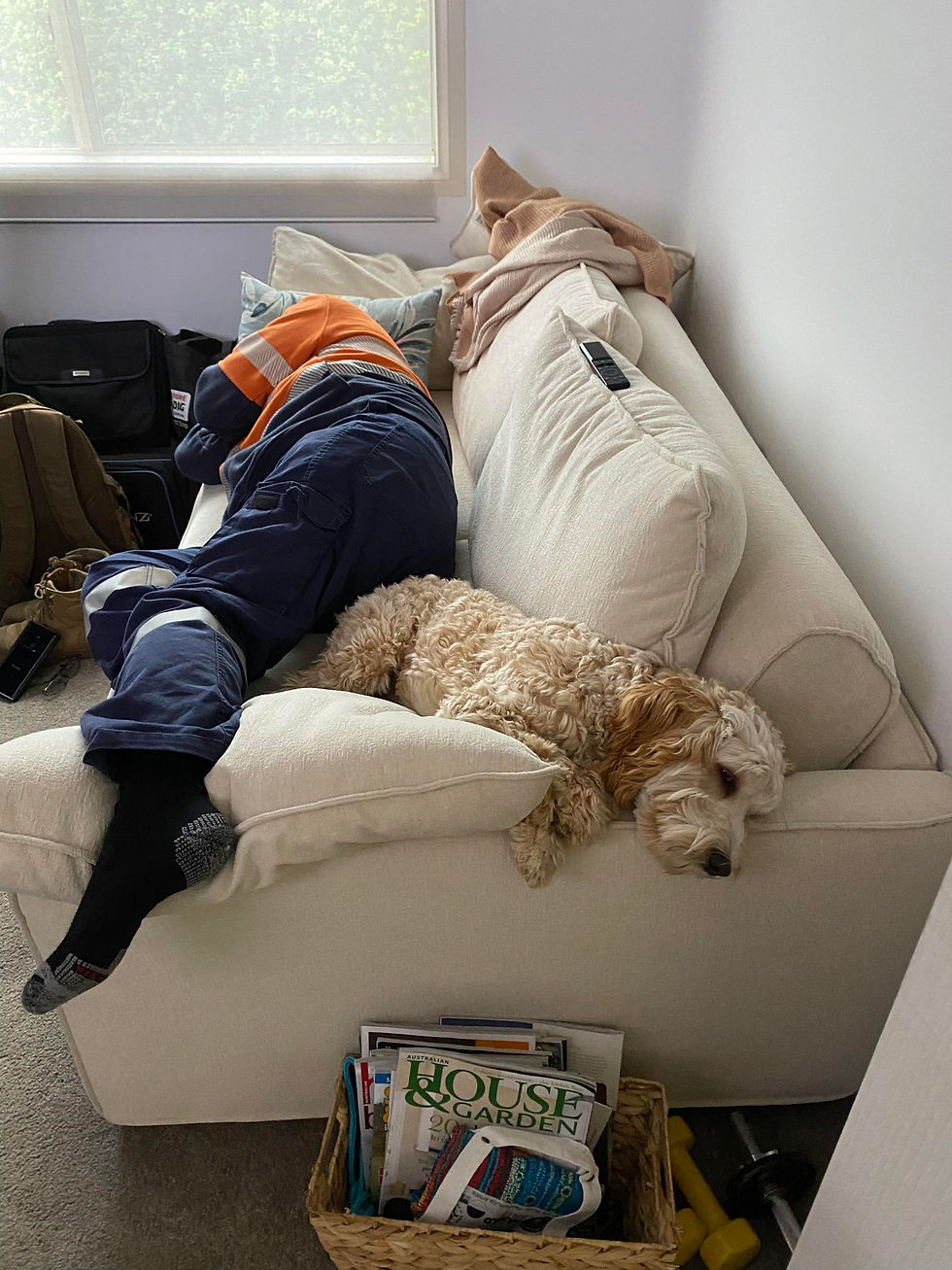 Joyful pets, having clinched victories in the Online Pet Showing competitions, eagerly await their awards.
