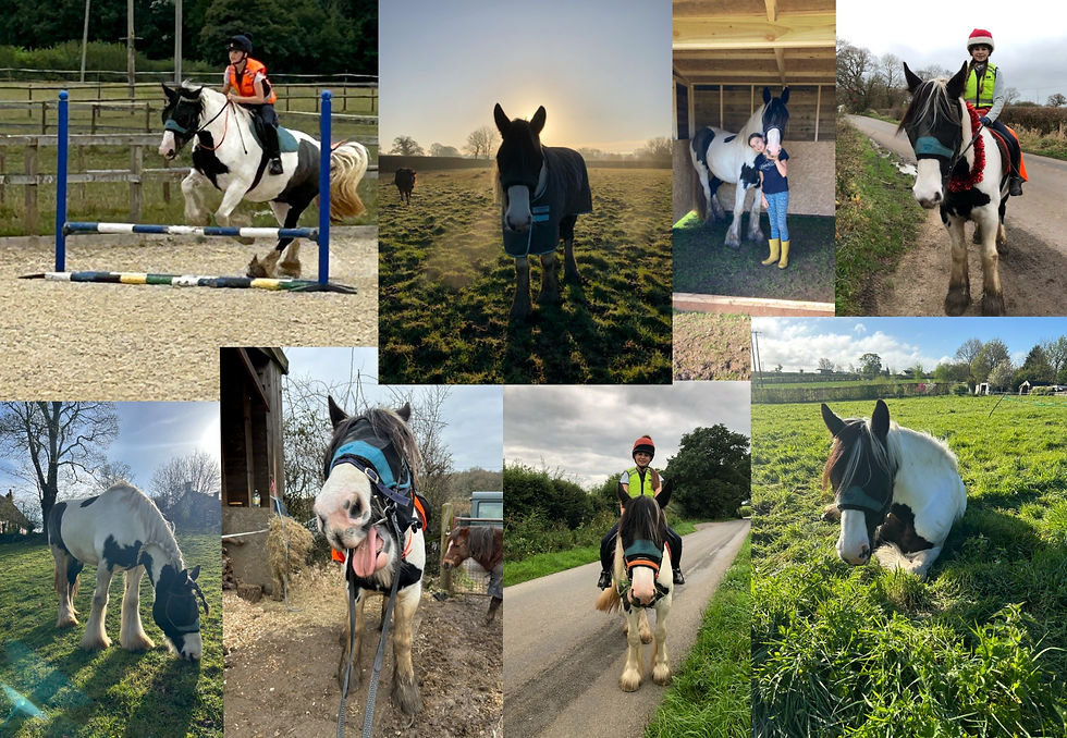 horse show online