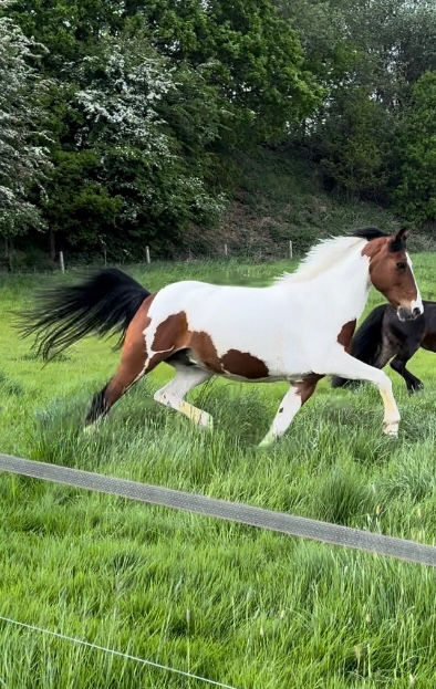 horse show online
