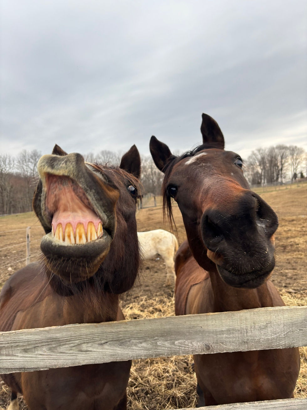 horse show online