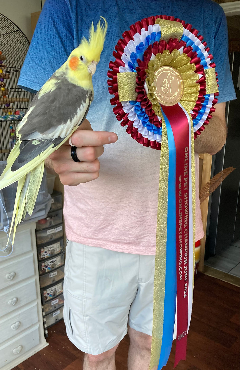 Cockatiel pictured with colourful Online Pet Showing winner rosettes