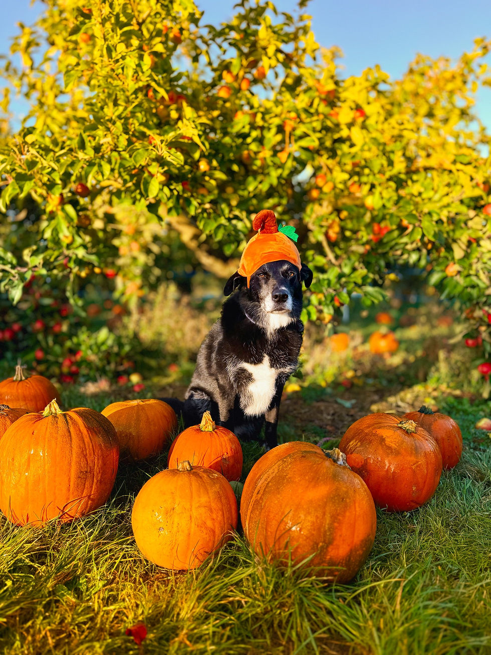 Joyful pets, having clinched victories in the Online Pet Showing competitions, eagerly await their awards.