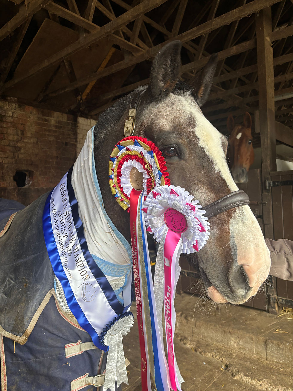 horse in stable wearing a sash and Online Horse Showing rosettes