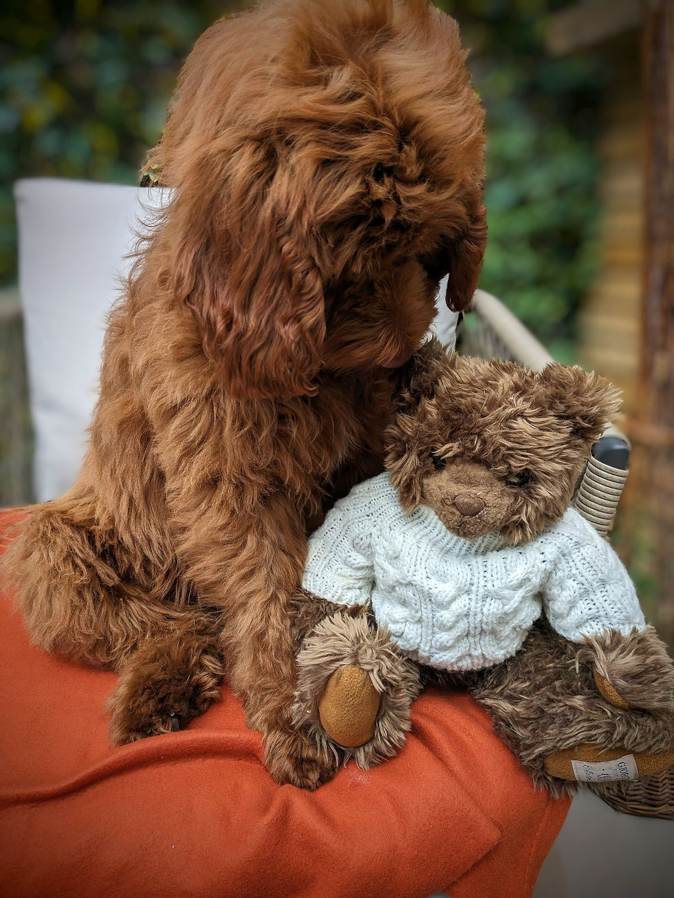 Joyful pets, having clinched victories in the Online Pet Showing competitions, eagerly await their awards.
