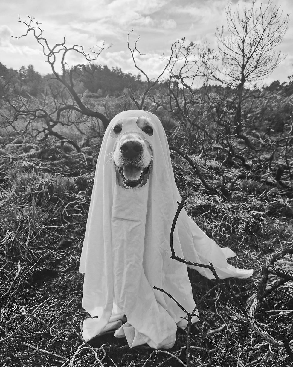 Joyful pets, having clinched victories in the Online Pet Showing competitions, eagerly await their awards.