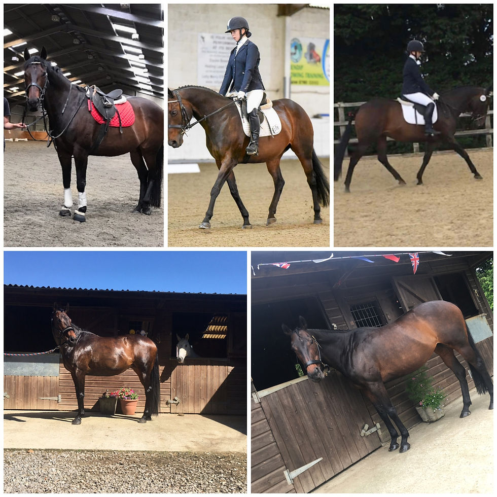 horse show online
