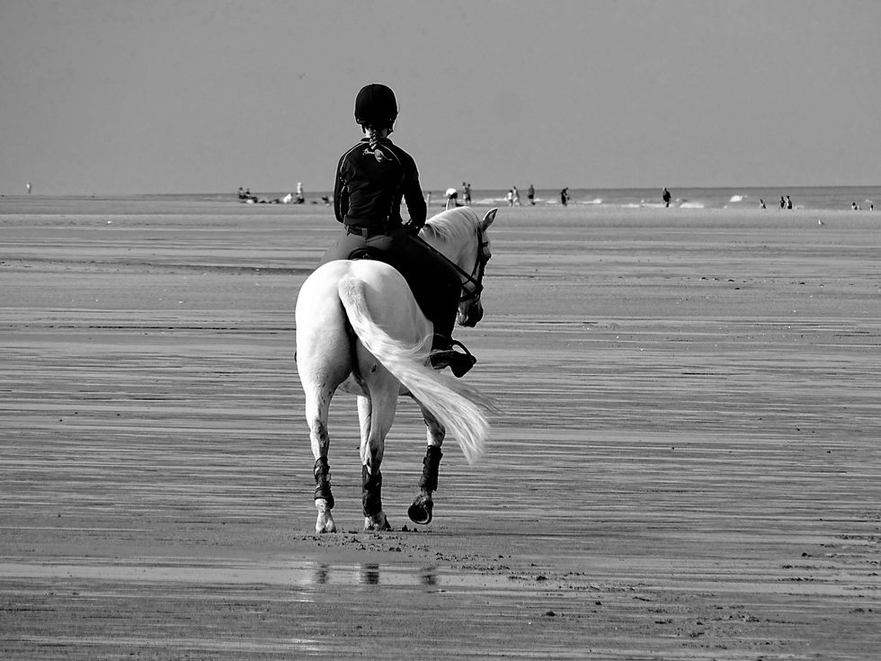 horse show online