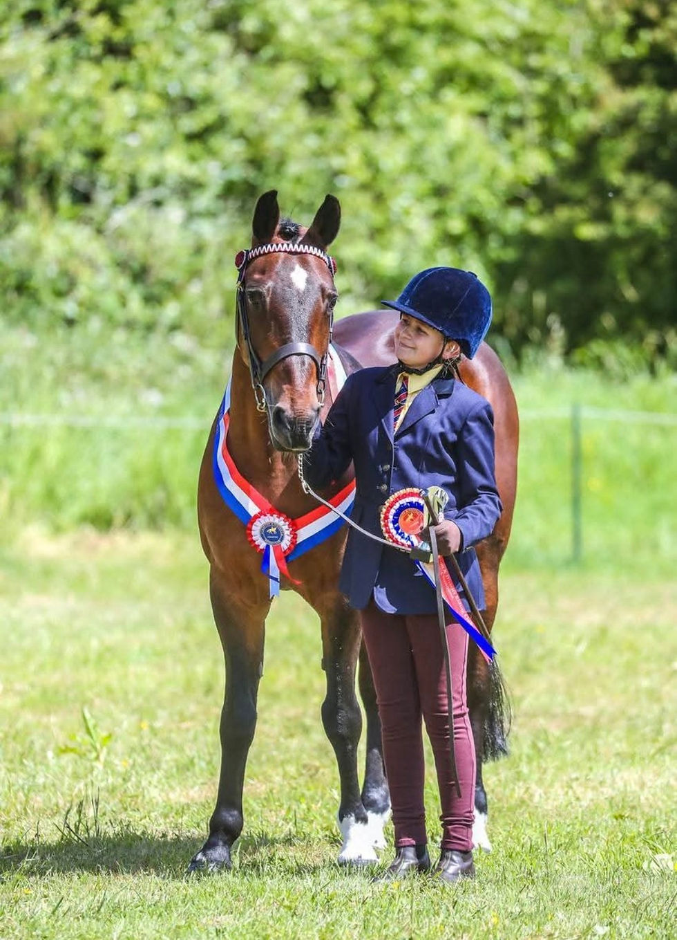 horse show online