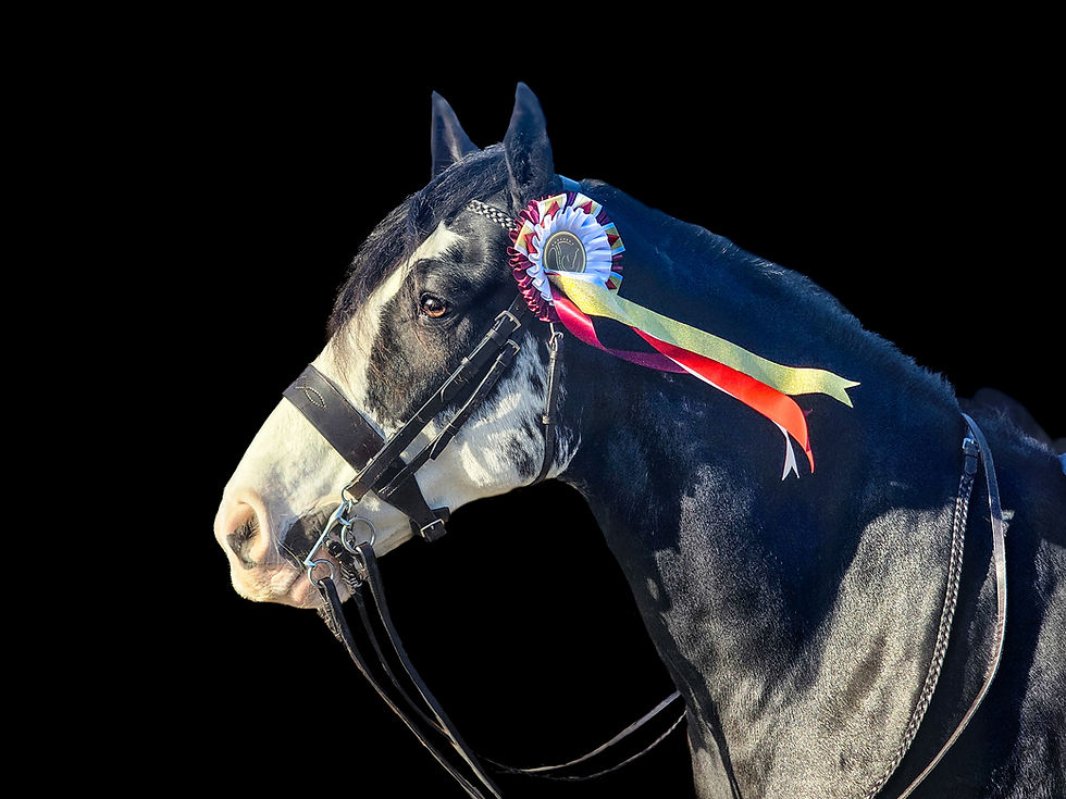 Dark horse with white face wearing an Online Horse Showing winner rosette