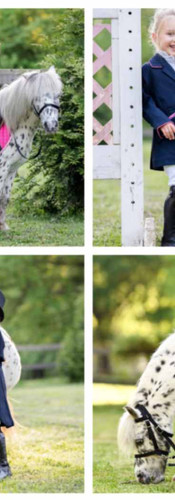 online horse showing