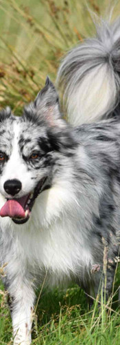 online pet showing