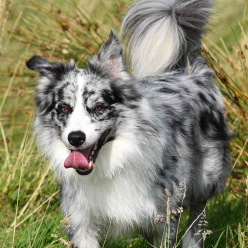 online pet showing