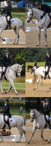 online horse showing 