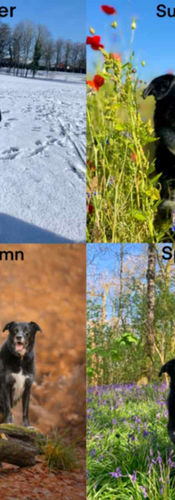 online pet showing