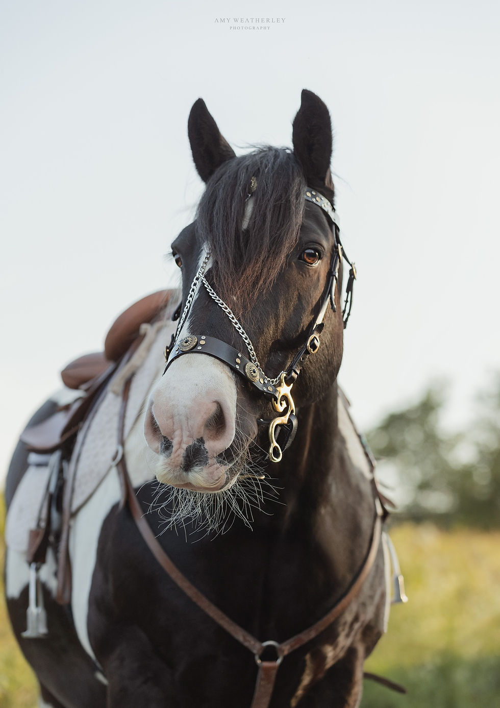horse show online