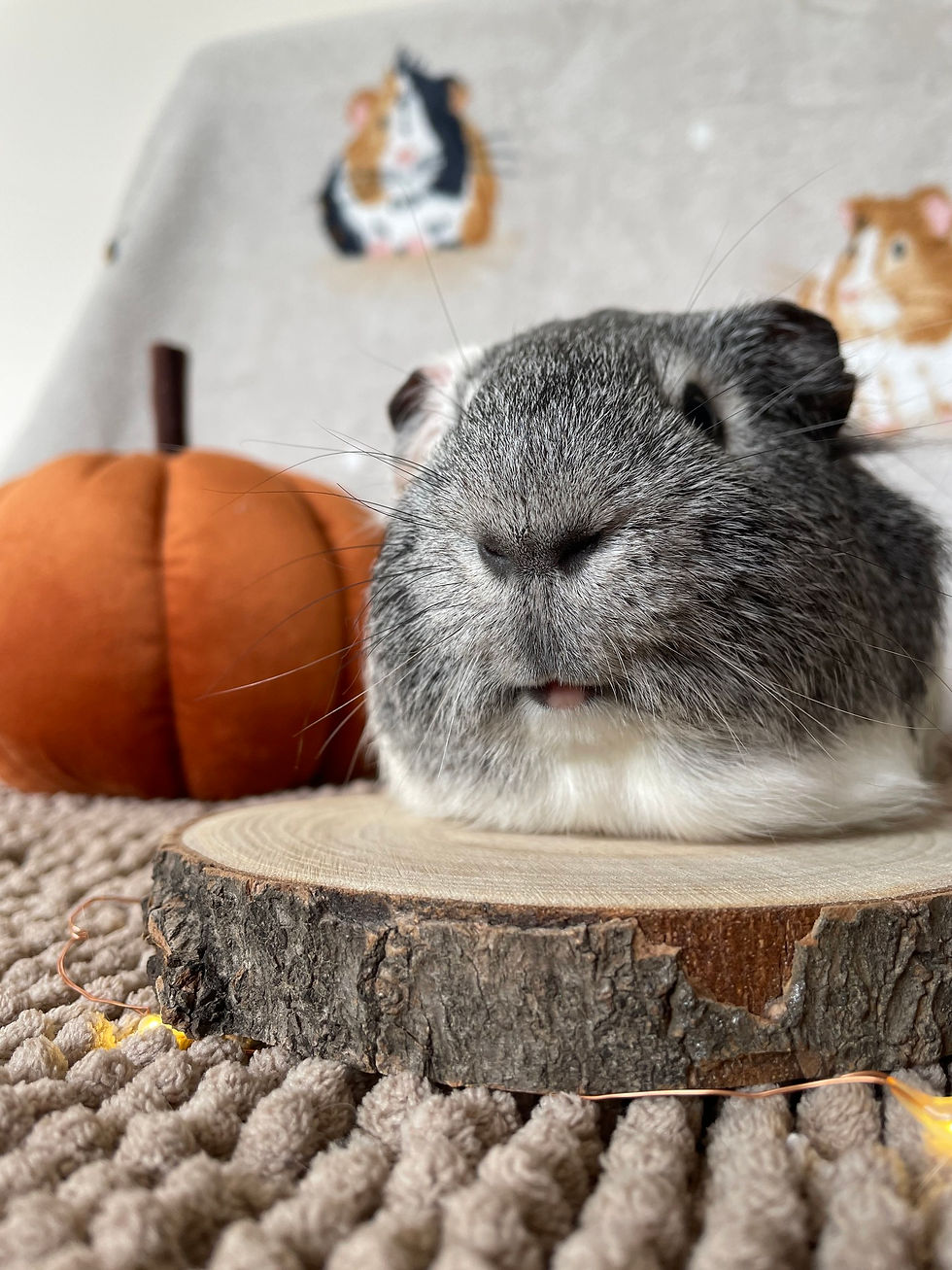 Joyful pets, having clinched victories in the Online Pet Showing competitions, eagerly await their awards.