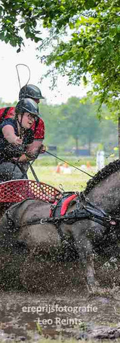 online horse showing