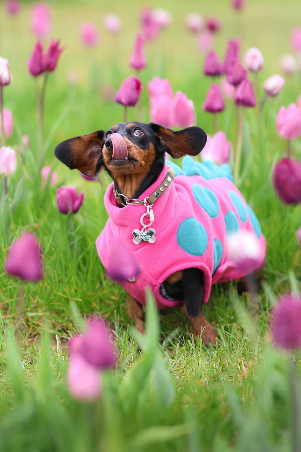 Joyful pets, having clinched victories in the Online Pet Showing competitions, eagerly await their awards.