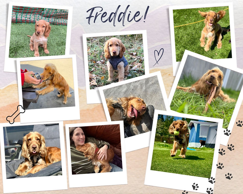 Joyful pets, having clinched victories in the Online Pet Showing competitions, eagerly await their awards.