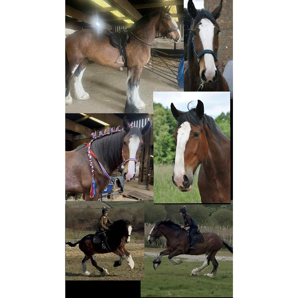 horse show online