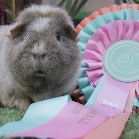 Online Pet Showing: June 2024 Results