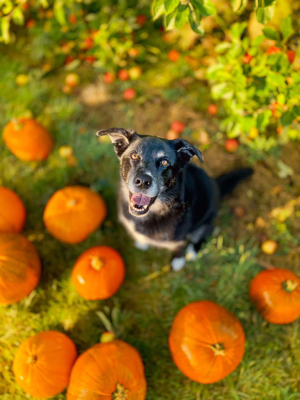 Joyful pets, having clinched victories in the Online Pet Showing competitions, eagerly await their awards.