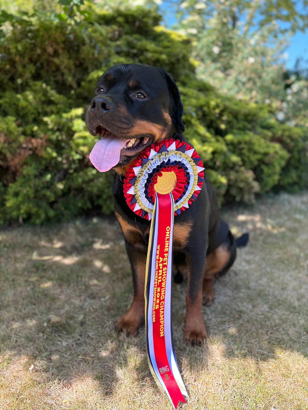 Dachshund outdoors with red and blue Online Pet Showing winner rosette