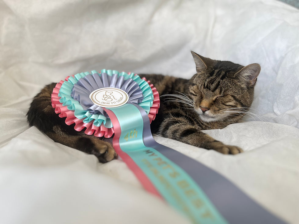 Tabby cat relaxing beside pink and turquoise Online Pet Showing rosettes
