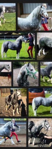 online horse showing 