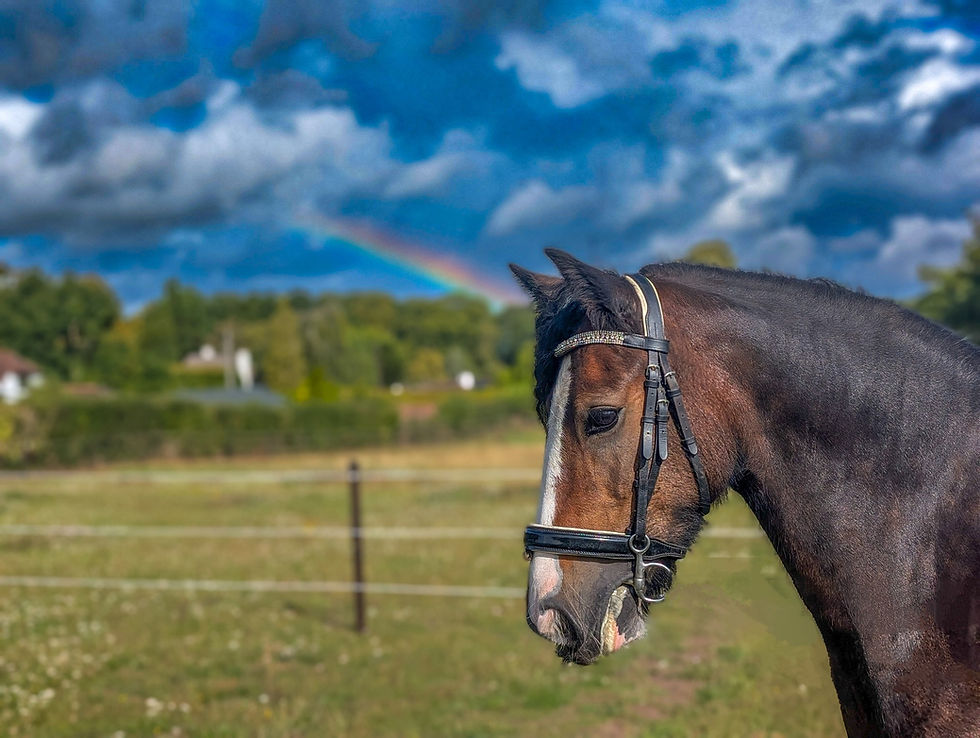 horse show online