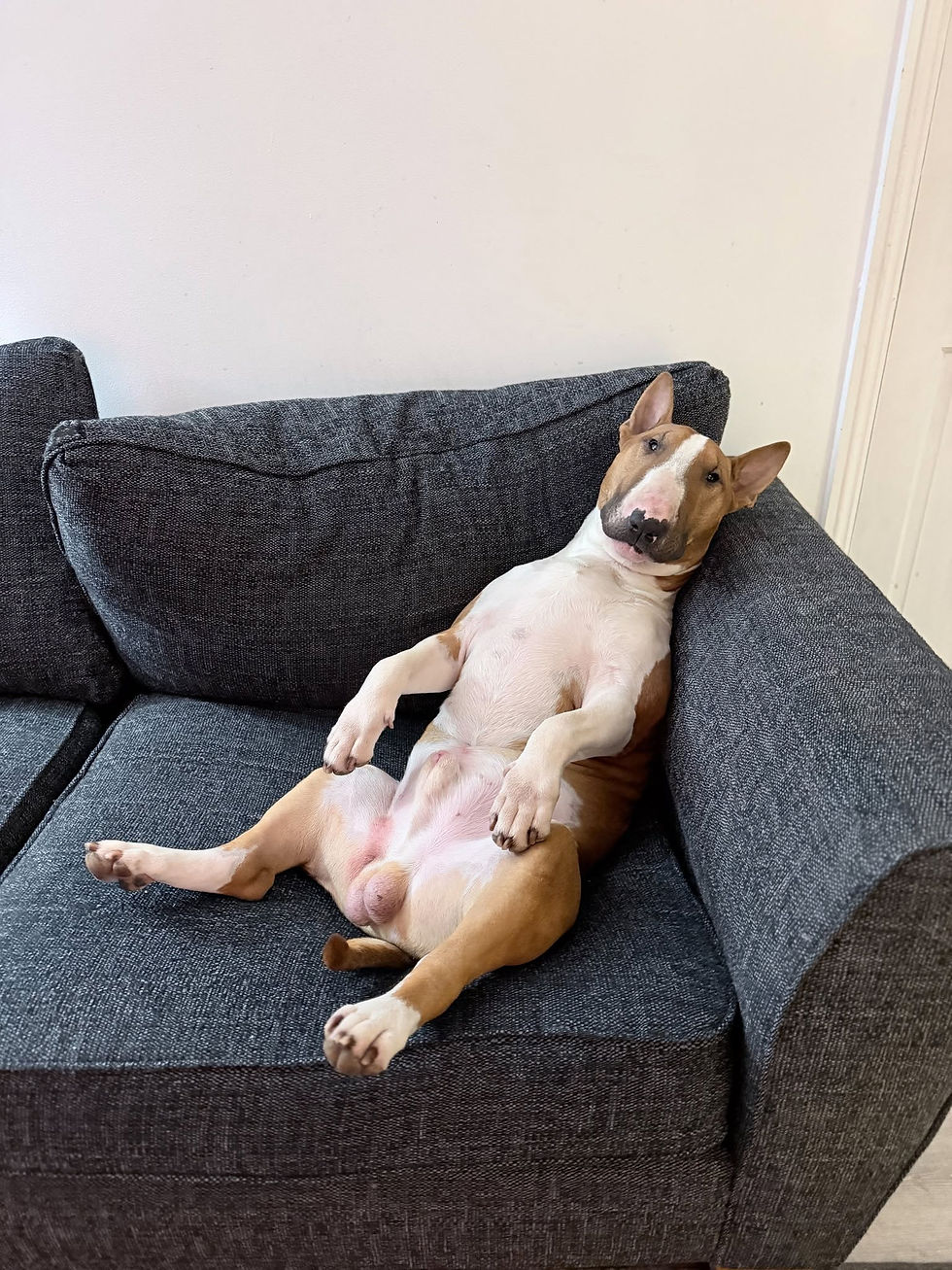 Joyful pets, having clinched victories in the Online Pet Showing competitions, eagerly await their awards.