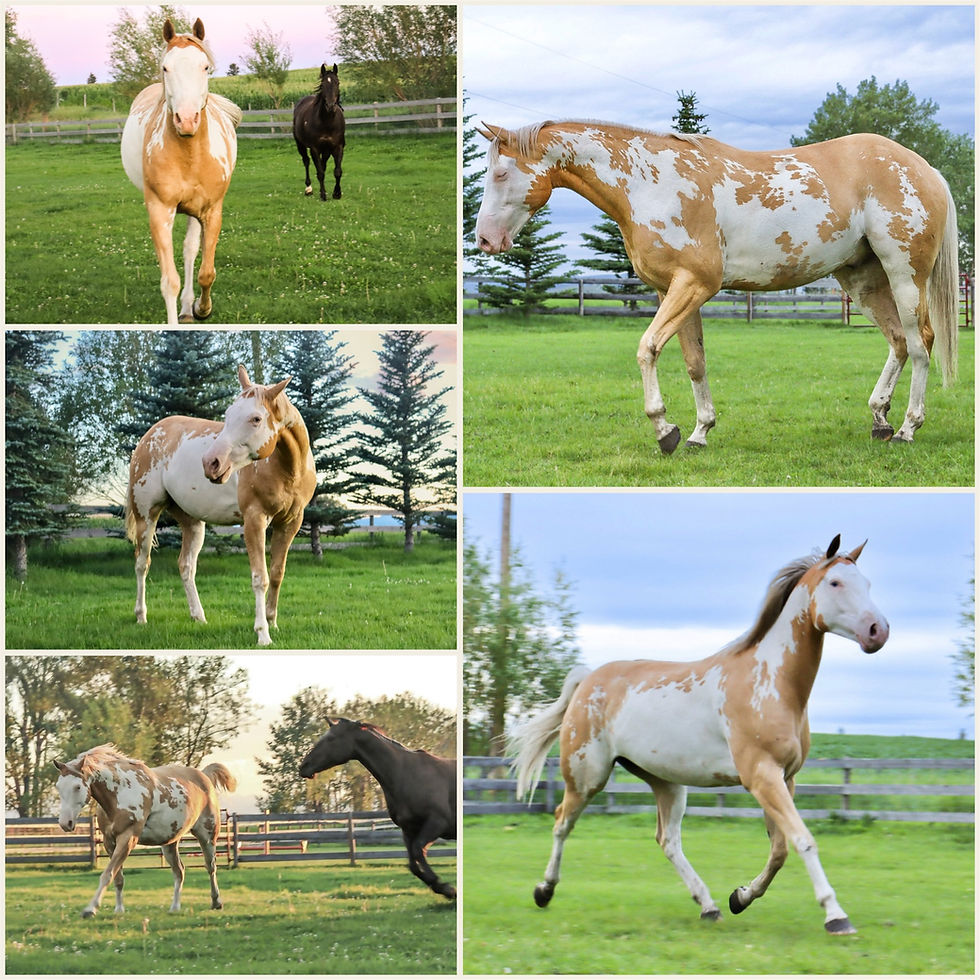 horse show online