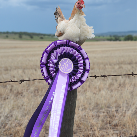 Online Pet Showing: March 2024 Results