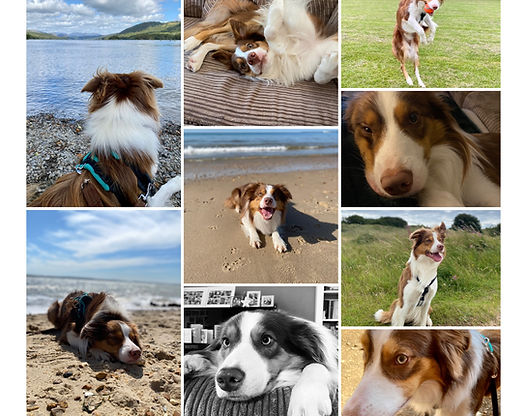 CLASS 2: HAPPY HOUNDS