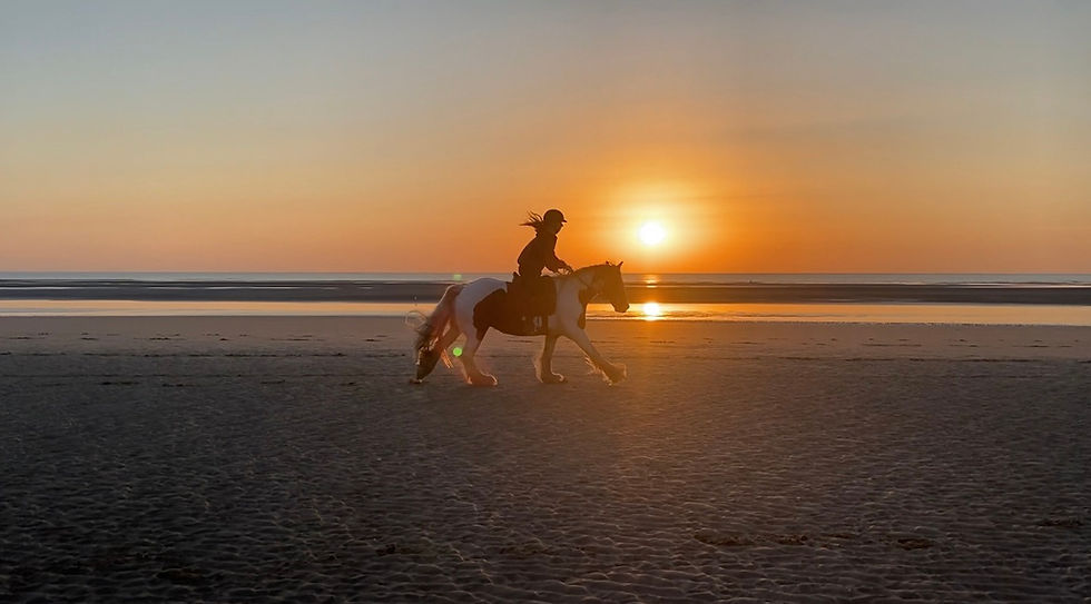 horse show online